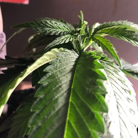 Black Orchid  #3 growlog timeline photo