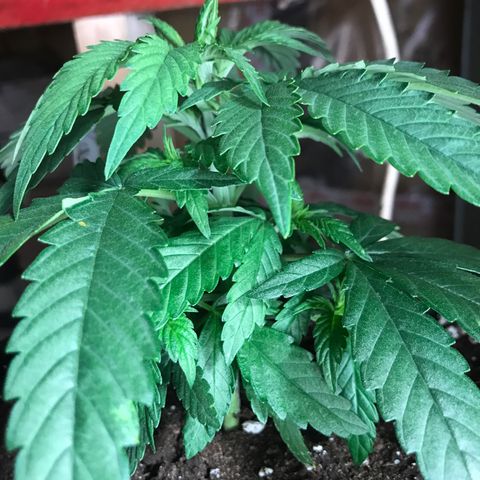 Black Orchid  #2 growlog timeline photo