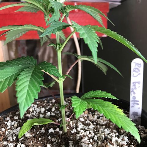 Royal Biscotti  #3 growlog timeline photo
