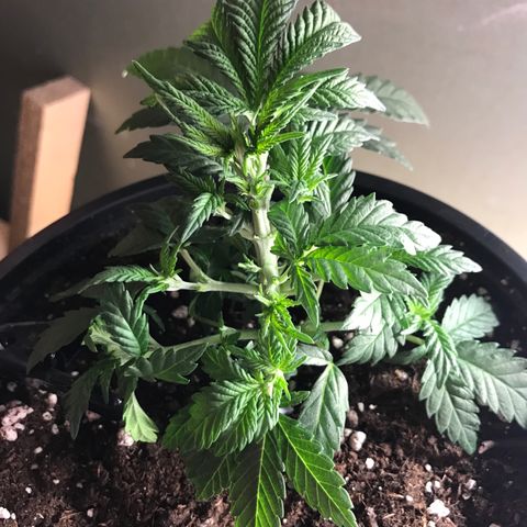 Sweet Lemon Ak #3 growlog timeline photo