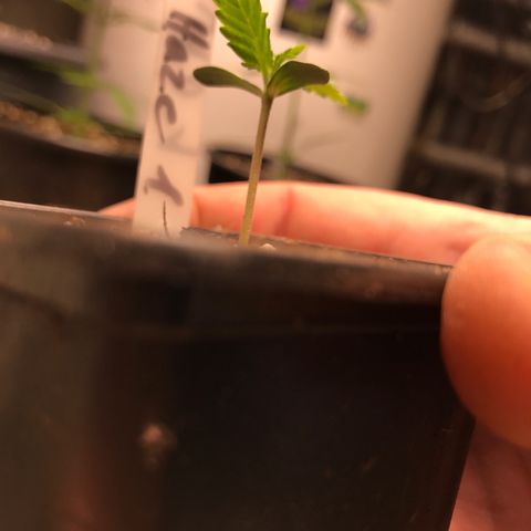 Purple Haze #1 growlog timeline photo
