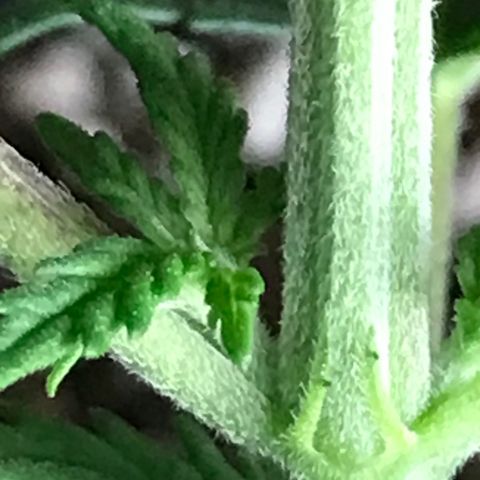 Royal Skywalker  #1 growlog timeline photo