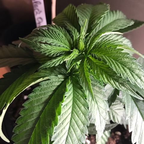 Black Orchid  #3 growlog timeline photo