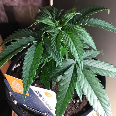 Sweet Lemon Ak #1 growlog timeline photo