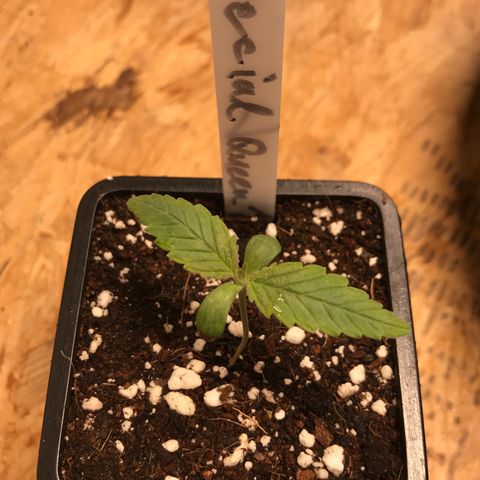 Special Queen #1 growlog timeline photo