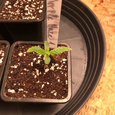 Purple Haze #1 growlog timeline photo