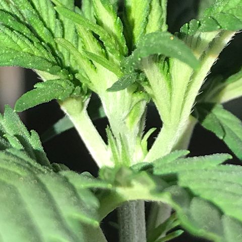 Royal Biscotti  #3 growlog timeline photo
