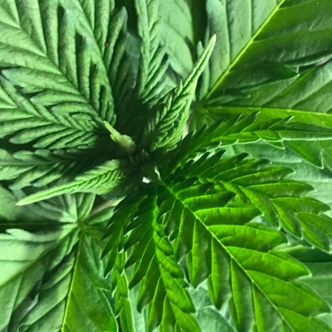 Royal Skywalker  #1 growlog timeline photo