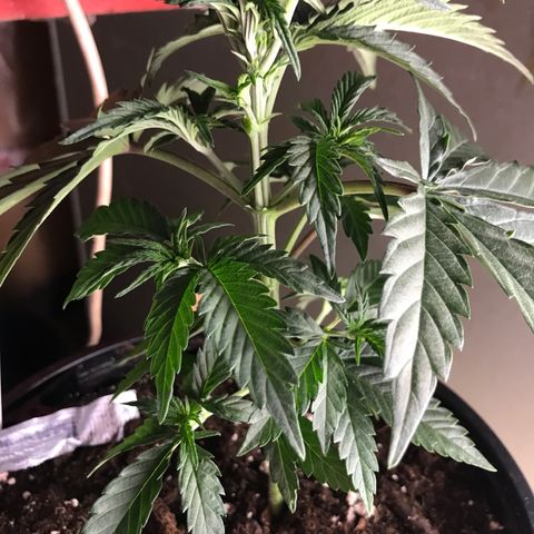 Do- Si- Dos #2 growlog timeline photo