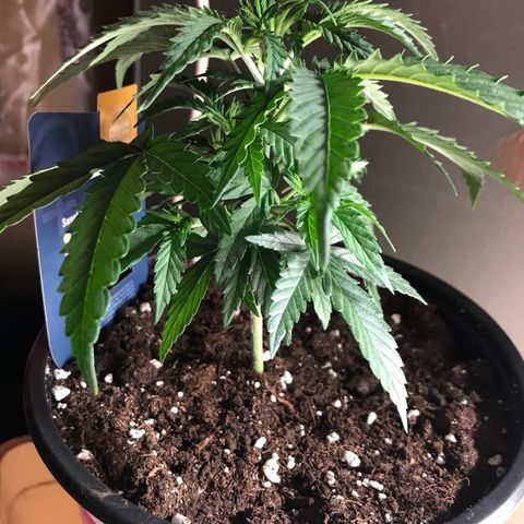 Sweet Lemon Ak #1 growlog timeline photo