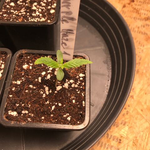 Purple Haze #1 growlog timeline photo