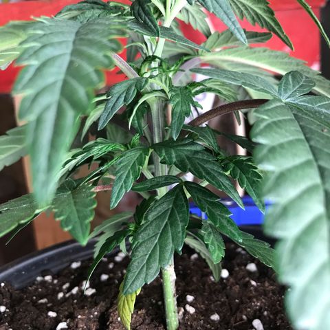 Do- Si- Dos #3 growlog timeline photo