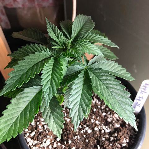 Royal Apple Fritter #2 growlog timeline photo