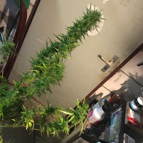 Monster Bud kush  growlog timeline photo