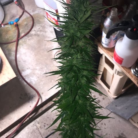 Monster Bud kush  growlog timeline photo