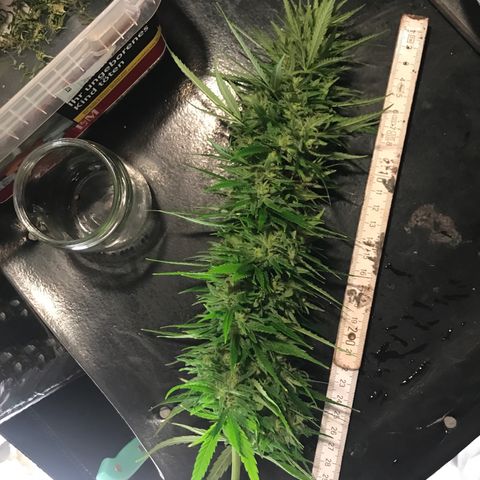 Monster Bud kush  growlog timeline photo