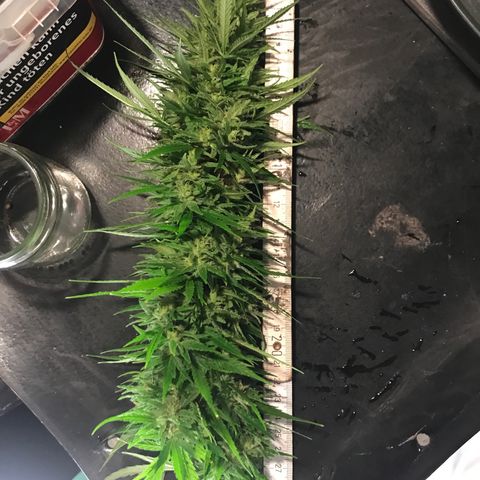 Monster Bud kush  growlog timeline photo