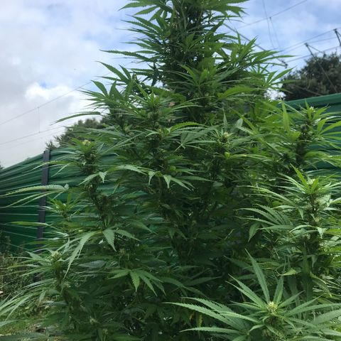 Hollands Hope  #1 growlog timeline photo