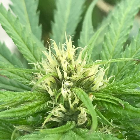 Hollands Hope  #1 growlog timeline photo