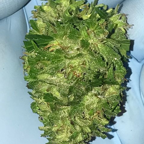 Monster Bud kush  growlog timeline photo
