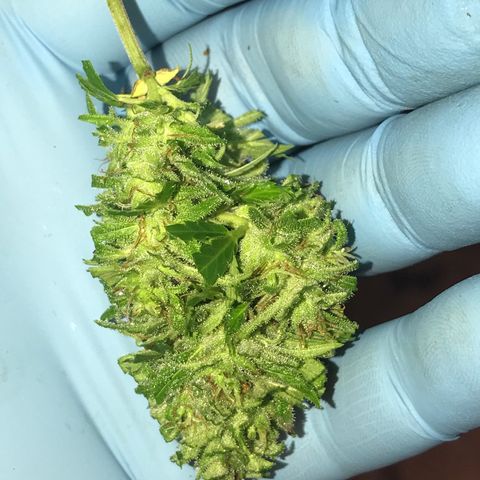 Monster Bud kush  growlog timeline photo