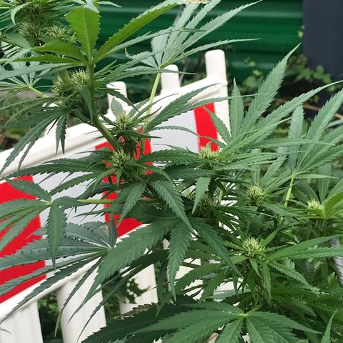 Hollands Hope  #1 growlog timeline photo