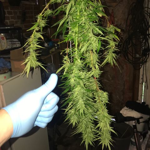Monster Bud kush  growlog timeline photo