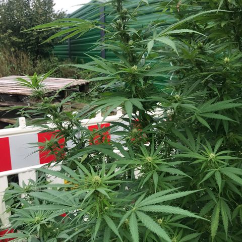 Hollands Hope  #1 growlog timeline photo