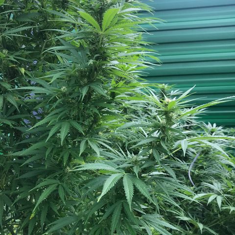 Hollands Hope  #1 growlog timeline photo