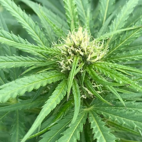 Hollands Hope  #1 growlog timeline photo