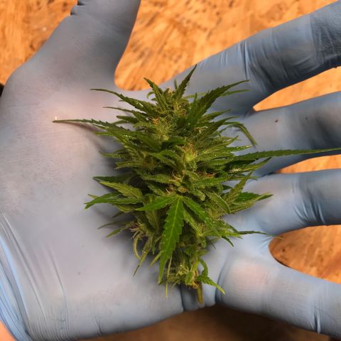Monster Bud kush  growlog timeline photo