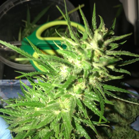 Monster Bud kush  growlog timeline photo