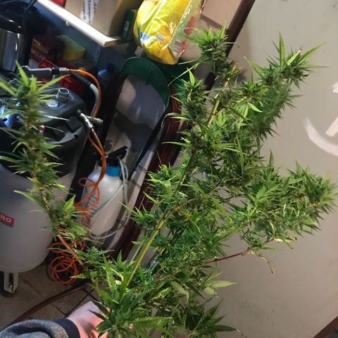 Monster Bud kush  growlog timeline photo