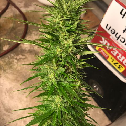 Monster Bud kush  growlog timeline photo