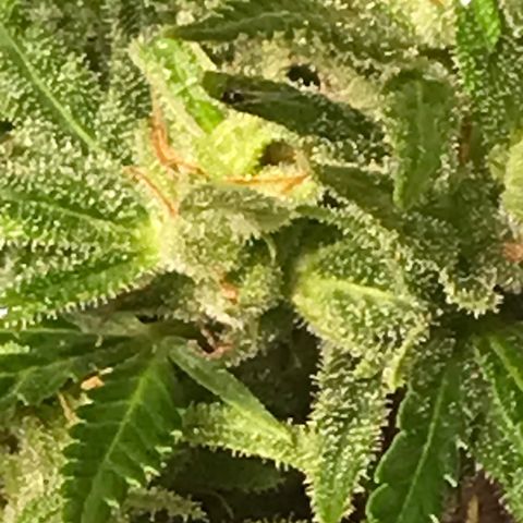 Monster Bud kush  growlog timeline photo