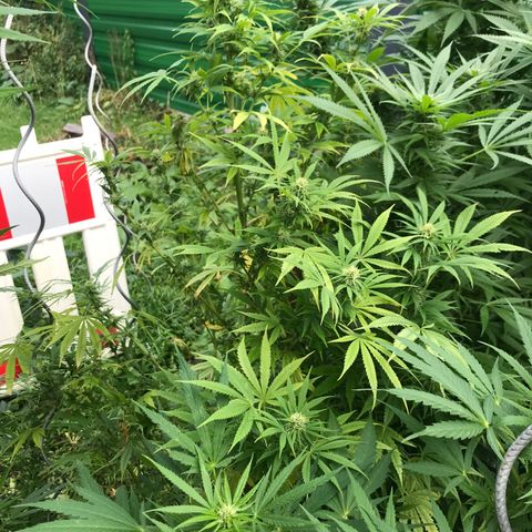 Hollands Hope  #2 growlog timeline photo