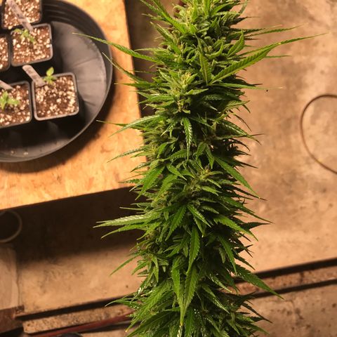 Monster Bud kush  growlog timeline photo