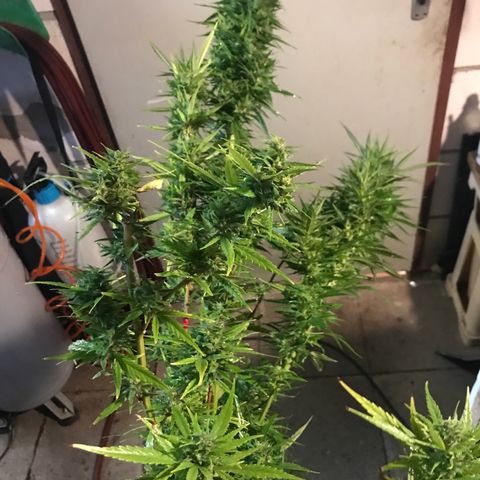 Monster Bud kush  growlog timeline photo