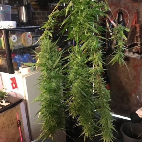 Monster Bud kush  growlog timeline photo