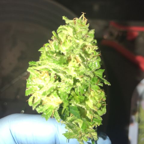 Monster Bud kush  growlog timeline photo
