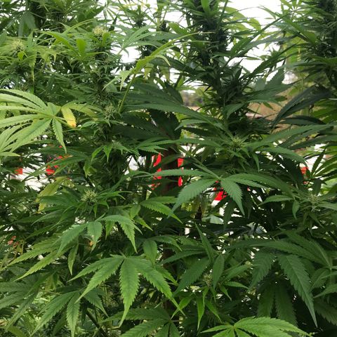 Hollands Hope  #2 growlog timeline photo