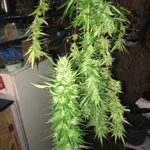 Monster Bud kush  growlog timeline photo