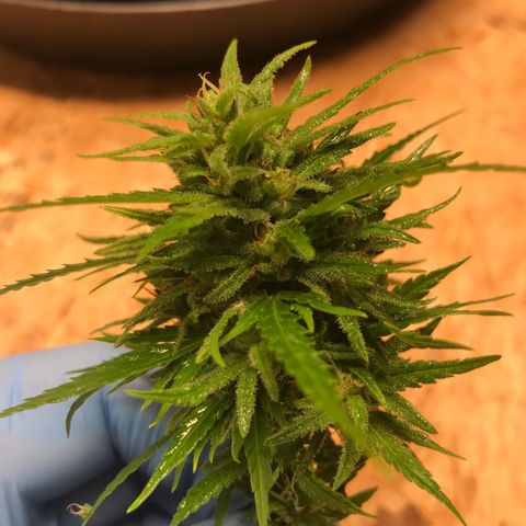 Monster Bud kush  growlog timeline photo