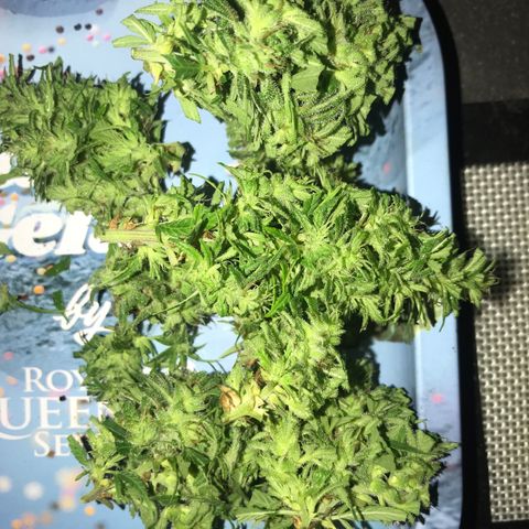 Monster Bud kush  growlog timeline photo
