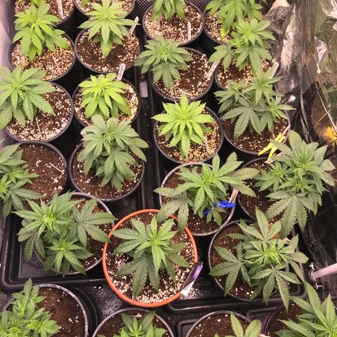 Do- Si- Dos #3 growlog timeline photo