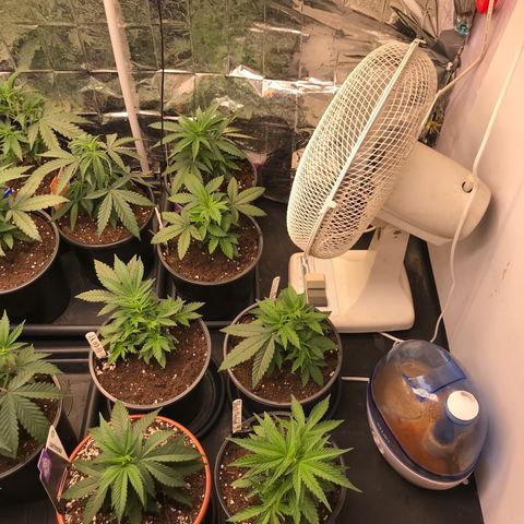 Do- Si- Dos #3 growlog timeline photo