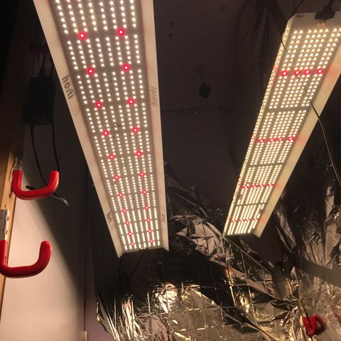 Do- Si- Dos #3 growlog timeline photo
