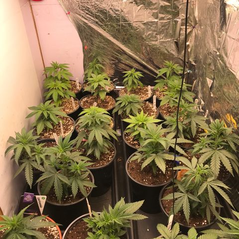 Do- Si- Dos #3 growlog timeline photo