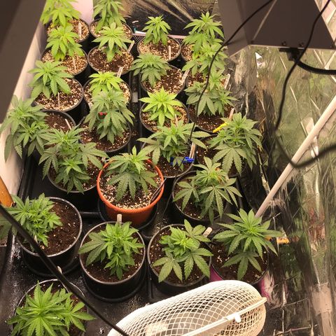Do- Si- Dos #3 growlog timeline photo