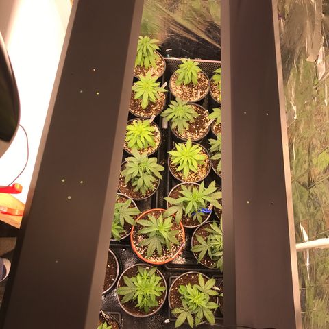 Do- Si- Dos #3 growlog timeline photo